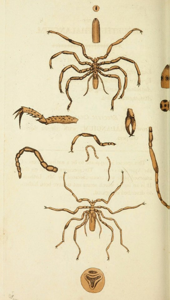v15 608 Doubtful Phalangium
