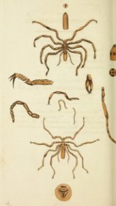 v15 608 Doubtful Phalangium
