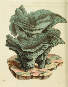 v15 607 Pezizoid Mandrepore