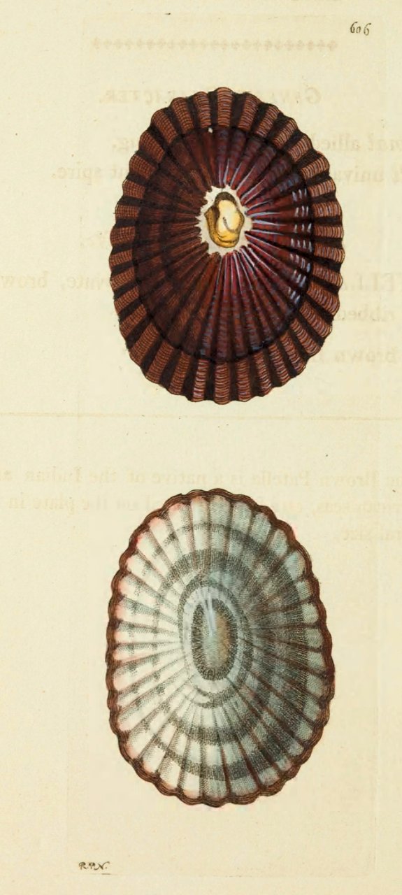 v15 606 Brown Indian Limpet