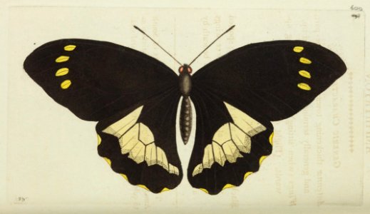 v15 600 Amphitryon