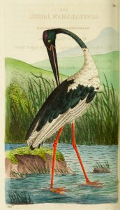 v15 601 Australasian Jabiru