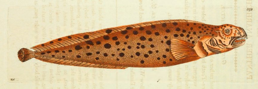 v15 598 Panther Wolf-fish