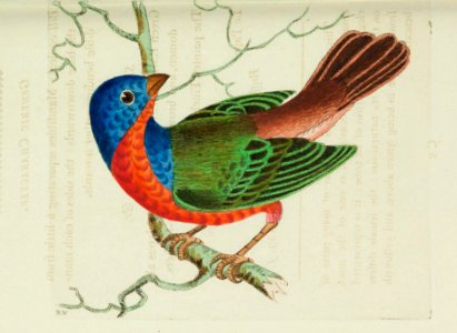 v15 597 Painted Finch