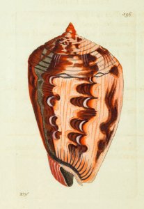 v15 596 Marbled Buccinum
