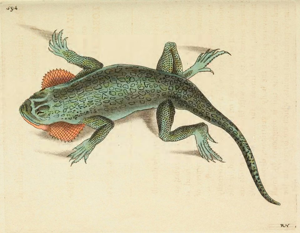 v15 594 Lobe-Cheeed Lizard