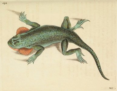 v15 594 Lobe-Cheeed Lizard