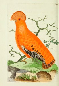 v15 593 Rock Manakin