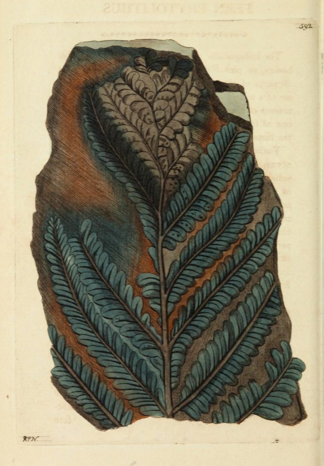 v15 592 Fern Phytolithus