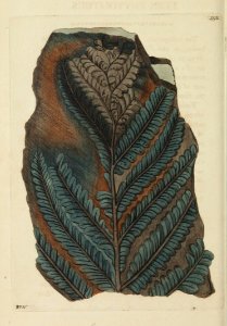 v15 592 Fern Phytolithus