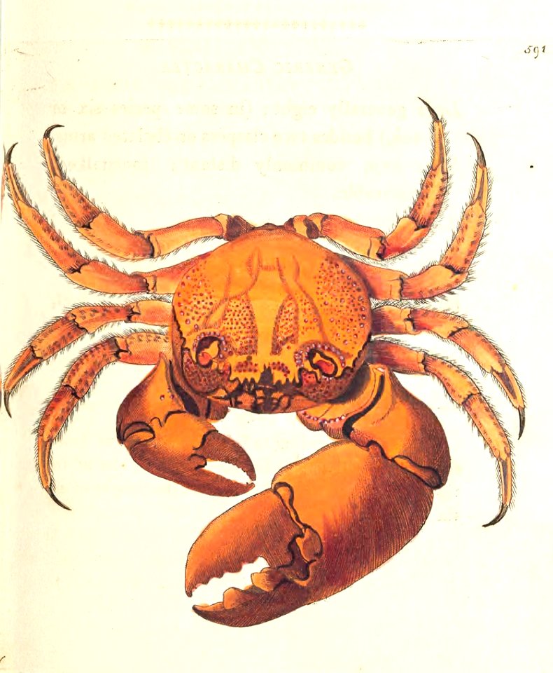 v15 591 Seban Crab