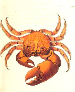 v15 591 Seban Crab