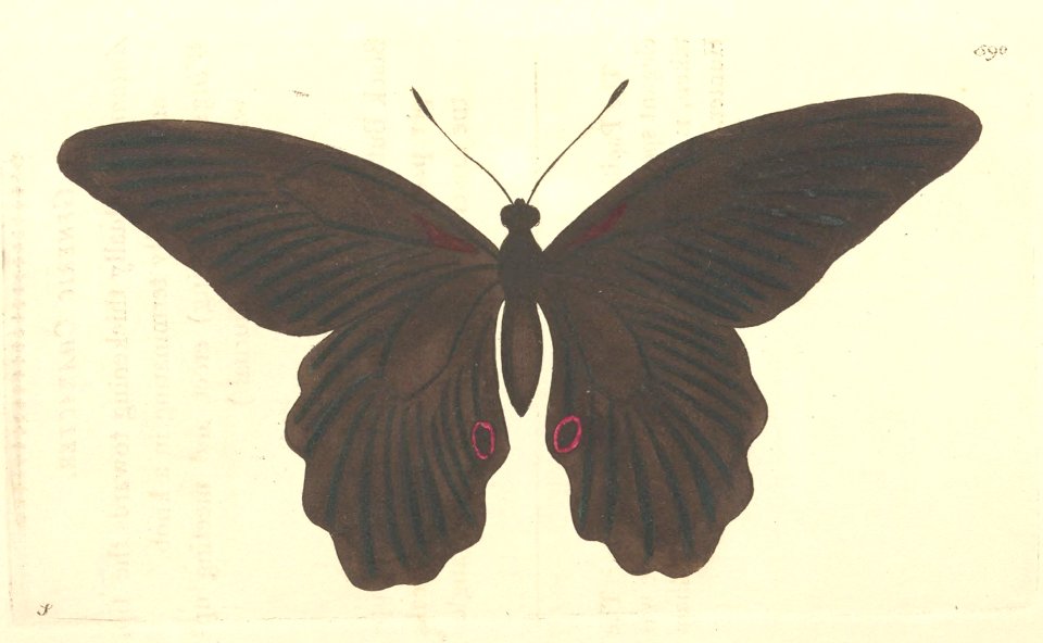 v15 590 Protenor