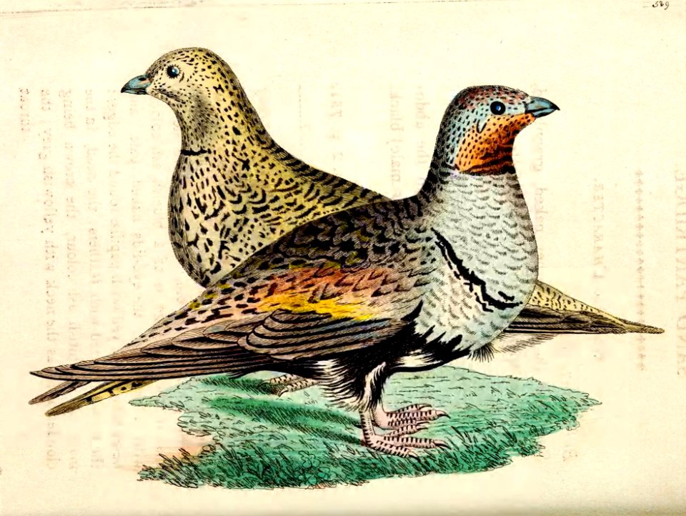 v15 589 Sand Partridge
