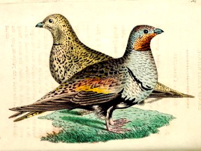 v15 589 Sand Partridge