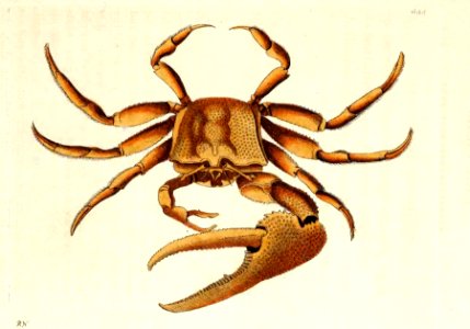 v14 588 Uka Crab