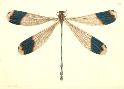 v18 779 Blue-Tipped Dragonfly