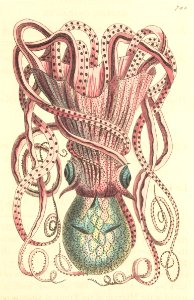 v18 780 Granulated Cuttle