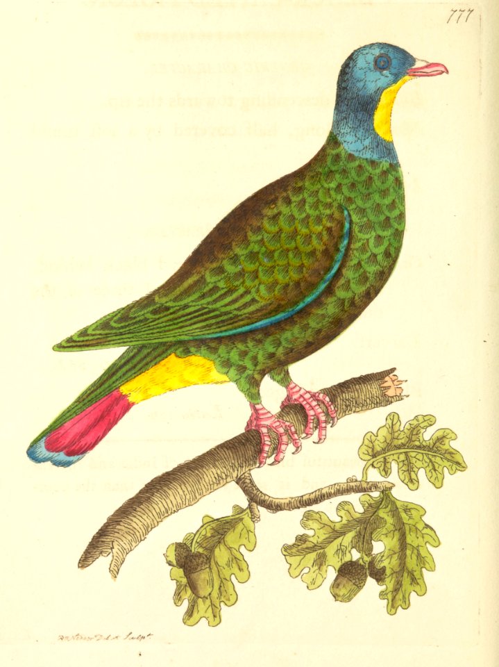 v18 777 Black-Capped Pigeon