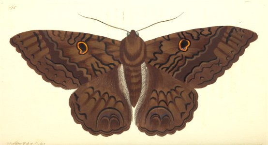 v18 776 Sable Moth