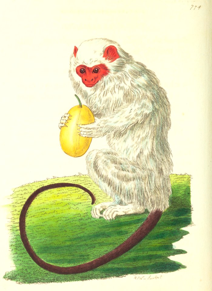 v18 774 Silver-Haired Monkey