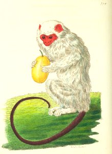 v18 774 Silver-Haired Monkey