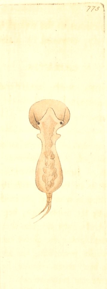 v18 775 Galeated Brachionus
