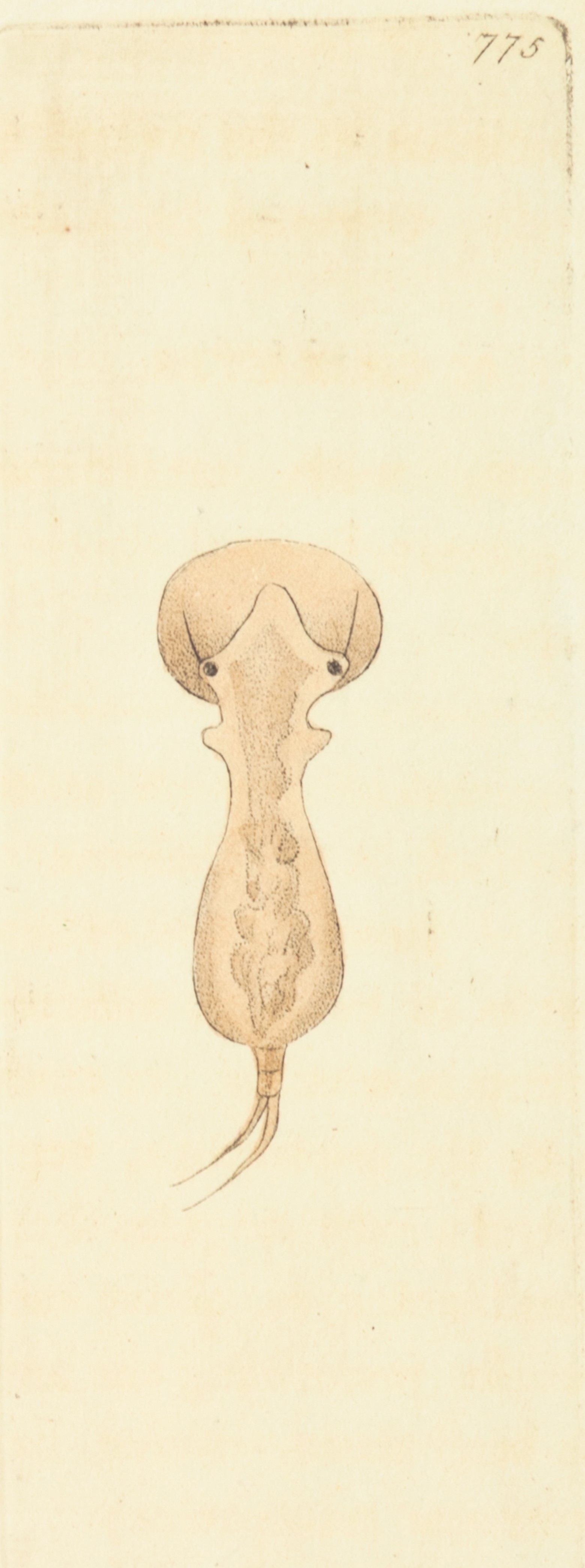 v18 775 Galeated Brachionus