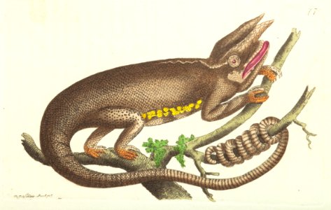 v18 770 Fork-Headed Chamaeleon