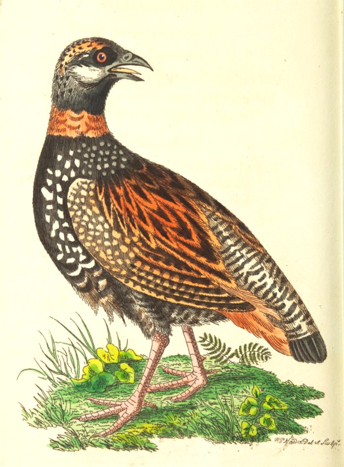 v18 773 Francolin