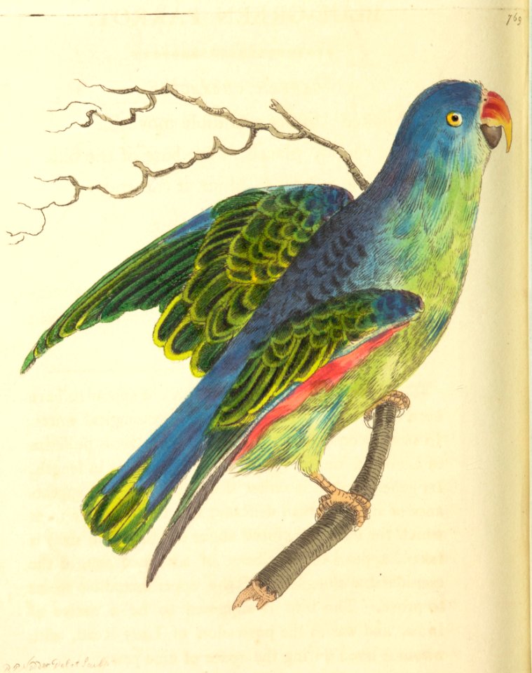 v18 769 Blue-Green Parrot