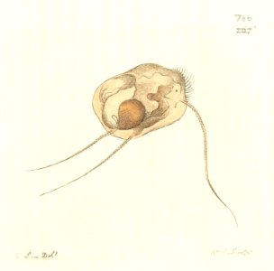 v18 766 Three-Bristled Trichoda