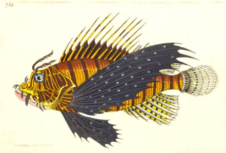 v18 768 Flying Scorpaena