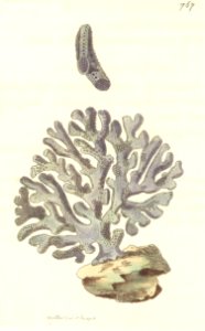 v18 767 Violaceous Millipore