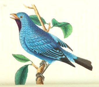 v18 765 Silken-Feathered Chatterer