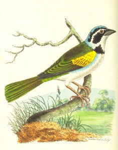 v18 761 Silent Tanager