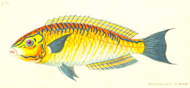 v18 762 Brasilian Labrus