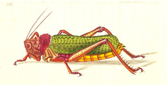 v18 763 Granulated Locust