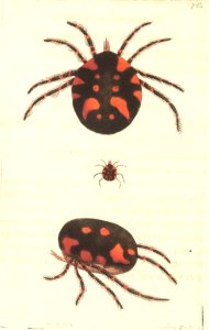 v18 760 Variegated Hydrachna