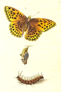 v18 756 Paphia
