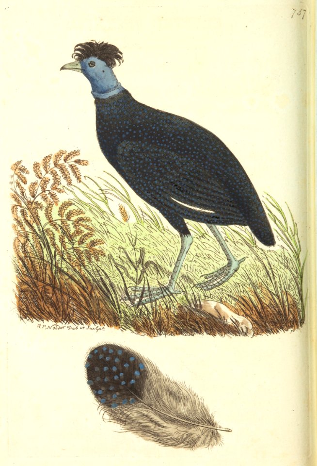 v18 757 Crested Pintado
