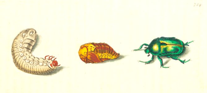 v18 758 Golden Beetle