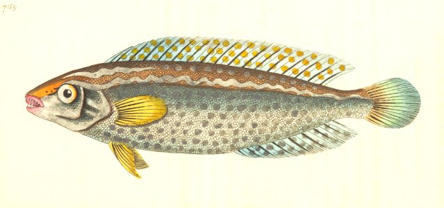 v18 759 Guttulated Labrus