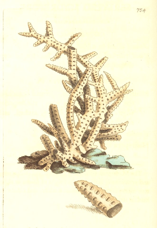 v18 754 Seriated Madrepore