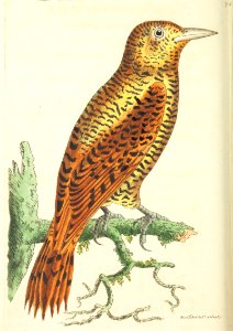 v18 753 Rufous Woodpecker