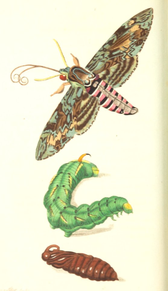 v18 752 Bindweed Sphinx