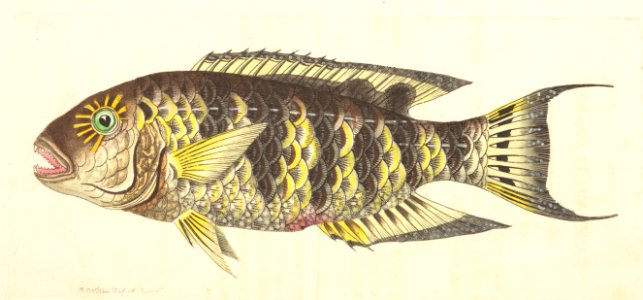 v18 755 fasciated Sparus
