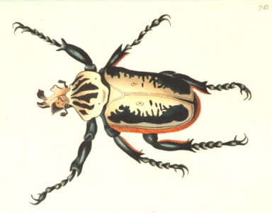 v18 751 Goliath Beetle