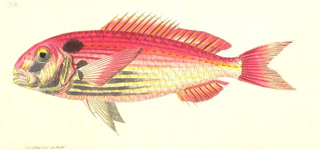v18 750 Red Gilthead