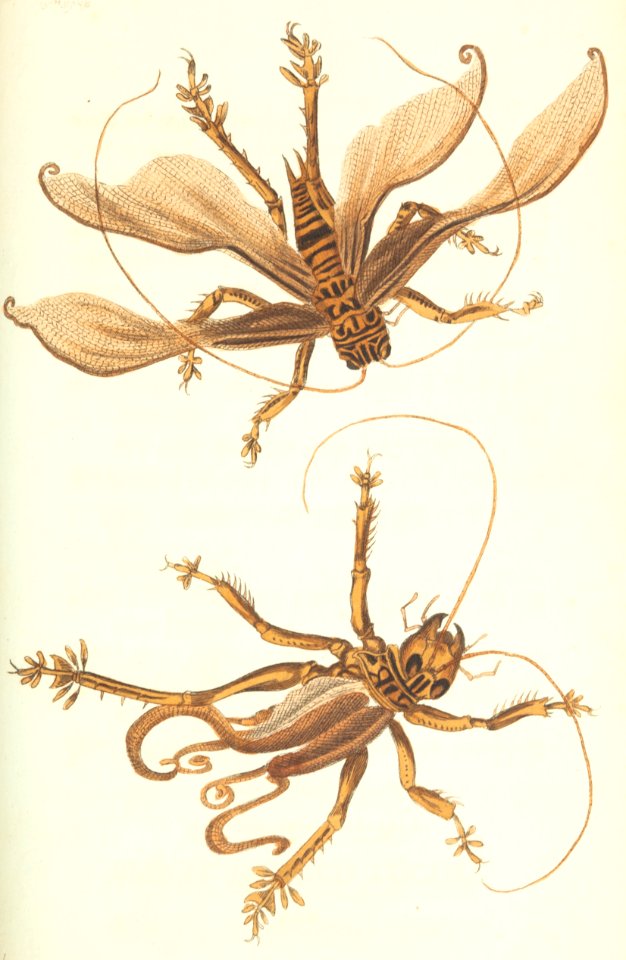 v18 747 Spiral-Winged Locust